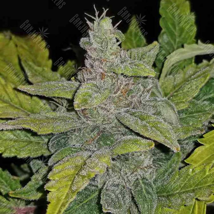 семена индийской конопли Auto CBD Crack feminised Fast Buds