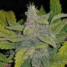 семена индийской конопли Auto CBD Crack feminised Fast Buds