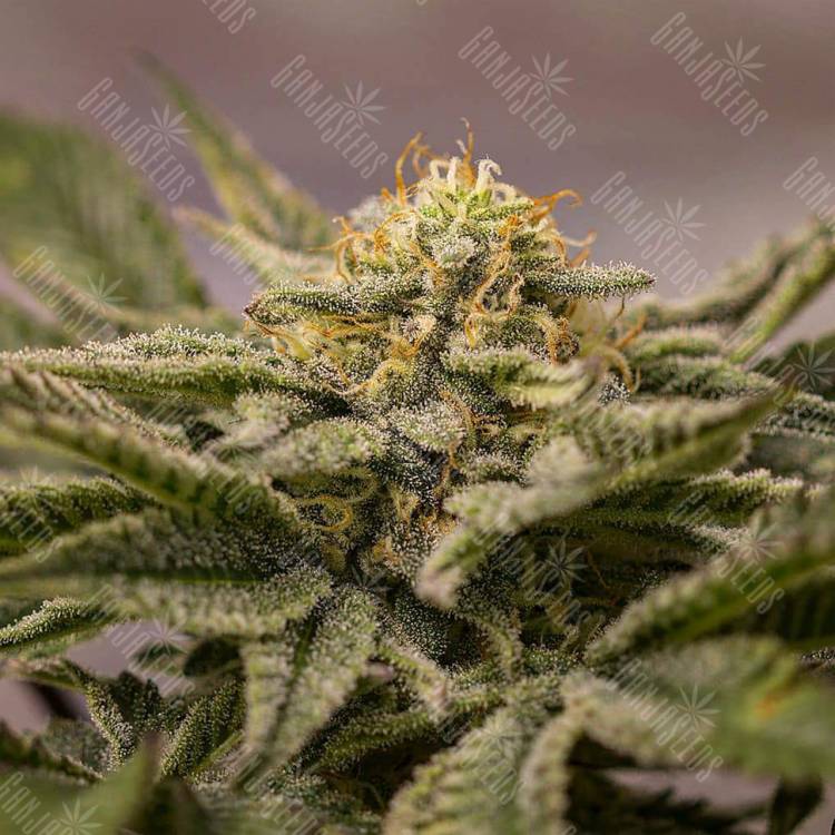 урожайные семена конопли OGKZ feminised Humboldt Seeds