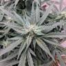 семена конопли дешево Auto Swiss Cheese feminised Nirvana Seeds
