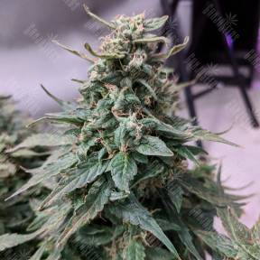 Auto Swiss Cheese feminised Nirvana Seeds