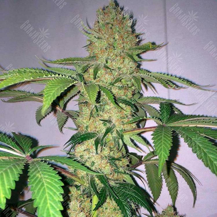 семена конопли Auto Big Devil XL feminised Sweet Seeds