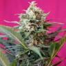 семена каннабиса Auto Big Devil XL feminised Sweet Seeds