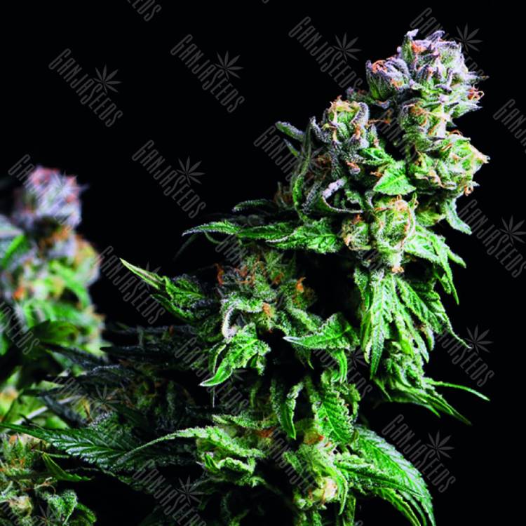 семена конопли в интернете Purple Urkle feminised Pyramid Seeds