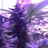 семена конопли наложенным платежом Shining Silver Haze feminised Royal Queen