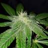 заказ семян конопли Москва Jack 47 F1 Fast Version feminised Sweet Seeds