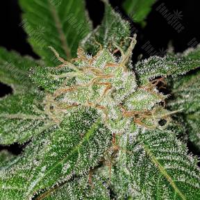 Jack 47 F1 Fast Version feminised Sweet Seeds