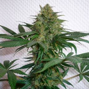 Auto Mohan Ram feminised Ganja Seeds