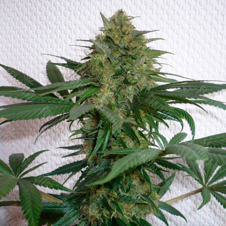 Семена марихуаны Auto Mohan Ram feminised Ganja Seeds