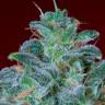 Недорогие семена конопли Auto Mohan Ram feminised Ganja Seeds