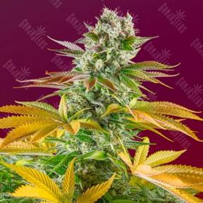Gorilla Girl feminised Ganja Seeds Fast Version
