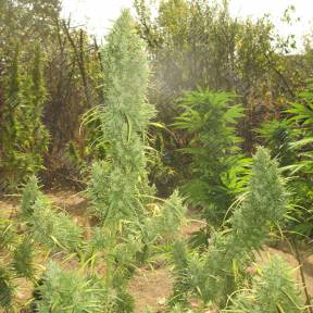 Auto Lemon Skunk feminised Ganja Seeds