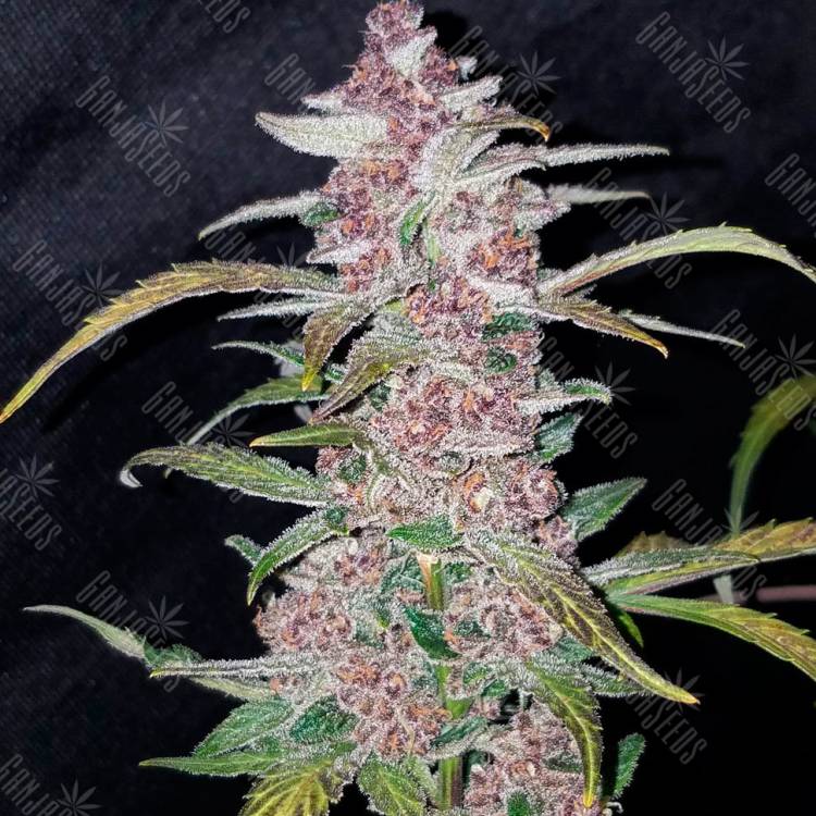 Havok feminised GanjaVIP Seeds