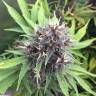 Havok feminised GanjaVIP Seeds
