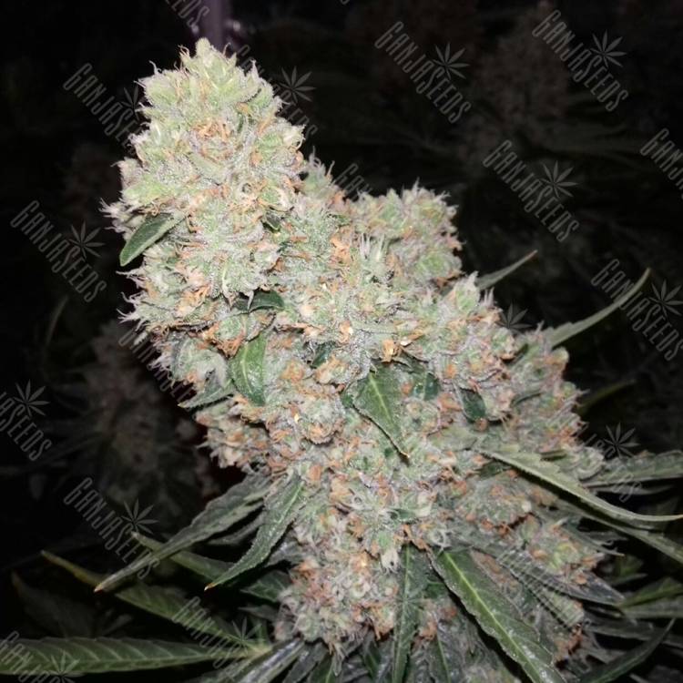 купить семена в России купить Auto Sour Diesel feminised