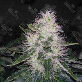 White Widow feminised Breeders Community Seeds