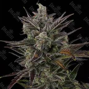 Buddha Morpheus feminised Buddha Seeds