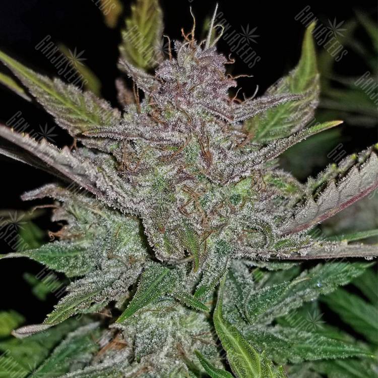 семена культурной конопли купить Auto Cream Cookies feminised Fast Buds