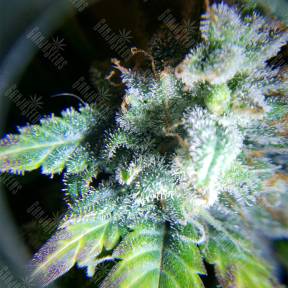 Auto White Widow feminised Nirvana Seeds