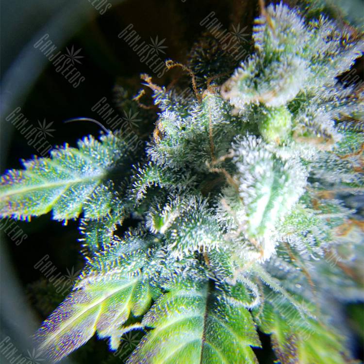 семена конопли автоцвет Auto White Widow feminised Nirvana Seeds семена конопли автоцвет Auto White Widow feminised Nirvana Seeds