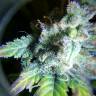 семена конопли автоцвет Auto White Widow feminised Nirvana Seeds семена конопли автоцвет Auto White Widow feminised Nirvana Seeds