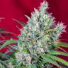 семена конопли Auto Cream Mandarine feminised Sweet Seeds семена конопли Auto Cream Mandarine feminised Sweet Seeds