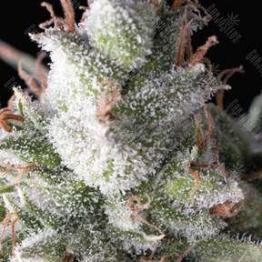 Ramses feminised Pyramid Seeds