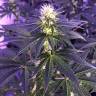заказать на сайте семена конопли Skunk XL feminised Royal Queen