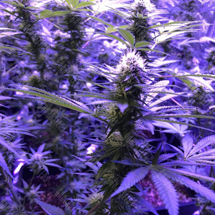 заказать качественные семена конопли Skunk XL feminised Royal Queen