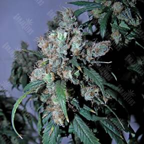 Jack 47 feminised Sweet Seeds