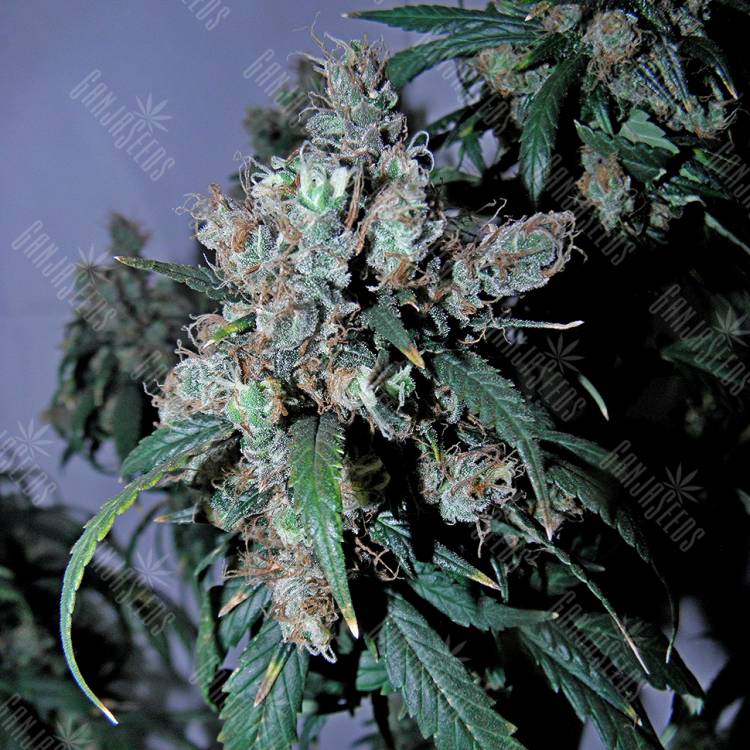 семена культурной конопли купить Jack 47 feminised Sweet Seeds