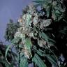 семена культурной конопли купить Jack 47 feminised Sweet Seeds