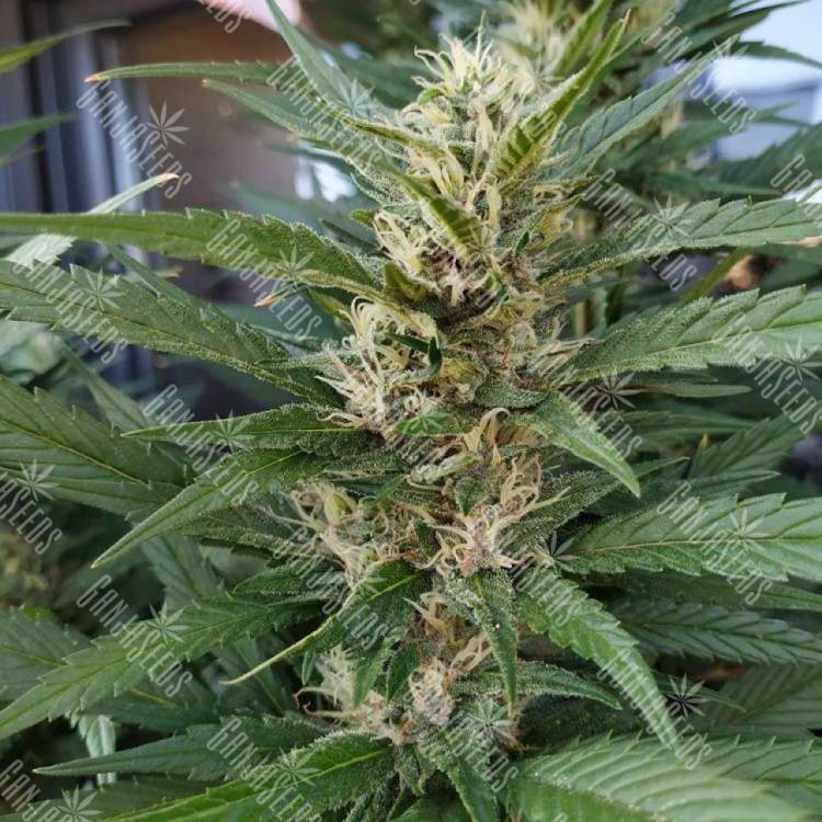 Где купить семена марихуаны S.A.D. (Sweet Afgani Delicious) feminised Ganja Seeds Fast Version