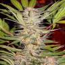 S.A.D. (Sweet Afgani Delicious) feminised Ganja Seeds Fast Version