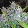 семена конопли наложенным платежом Auto Red Poison feminised