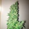 Hyperion feminised GanjaVIP Seeds Hyperion feminised GanjaVIP Seeds