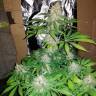 Hyperion feminised GanjaVIP Seeds Hyperion feminised GanjaVIP Seeds