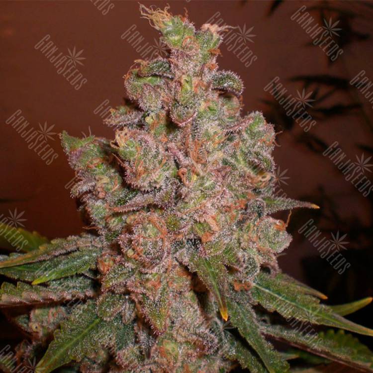 Hyperion feminised GanjaVIP Seeds Hyperion feminised GanjaVIP Seeds
