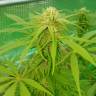 Lemon Zkittle feminised Dutch Passion Seeds