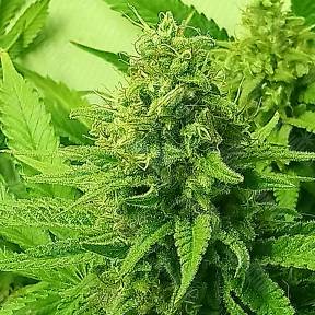 Lemon Zkittle feminised Dutch Passion Seeds