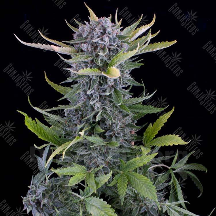 купить в России Auto White Widow feminised