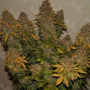 G13 regular Ganja Seeds