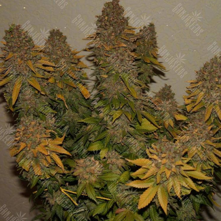 семена конопли G13 regular Ganja Seeds семена конопли G13 regular Ganja Seeds