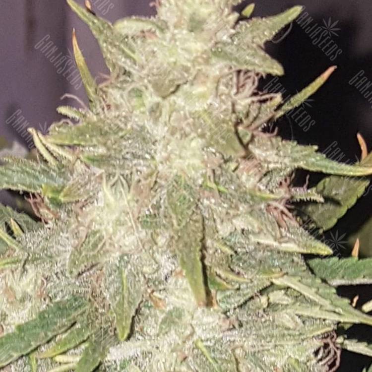 Auto Short Ryder regular Ganja Seeds