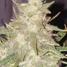 Auto Short Ryder regular Ganja Seeds
