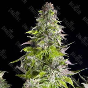 Romulan feminised Pyramid Seeds