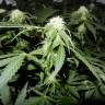 семена конопли курьером Somango XL feminised Royal Queen
