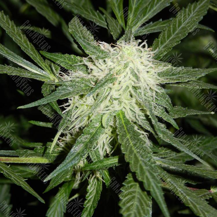 заказ семян конопли Москва Somango XL feminised Royal Queen