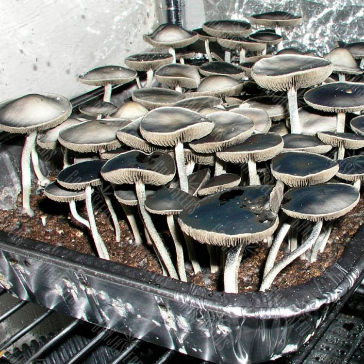 Споровый отпечаток Panaeolus Goliath Споровый отпечаток Panaeolus Goliath