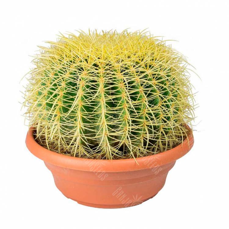 Семена кактуса Echinocactus Grusonii Семена кактуса Echinocactus Grusonii